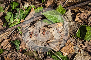 Fire bugs on the fallen leaf