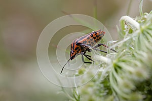 The fire bugs are a family of bugs