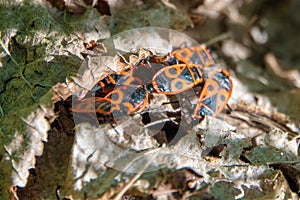 fire bugs hide in the grass under foliage