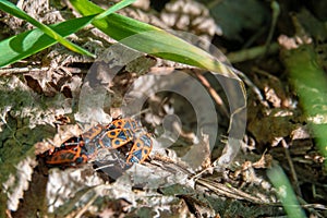 fire bugs hide in the grass under foliage