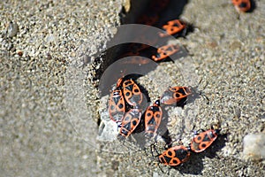 Fire bugs (Pyrrhocoris apterus)