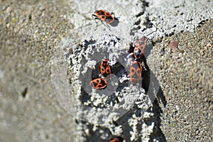 Fire bugs (Pyrrhocoris apterus)