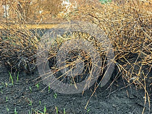 After fire burn forest become arid