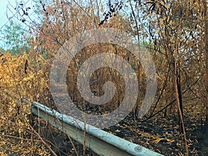 After fire burn forest become arid