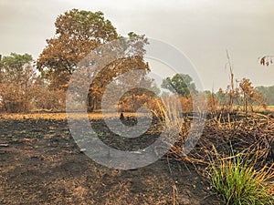 After fire burn forest become arid