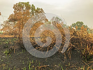 After fire burn forest become arid