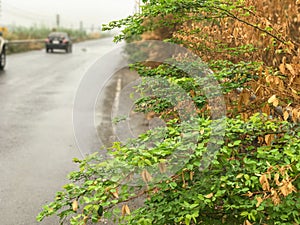 After fire burn forest become arid