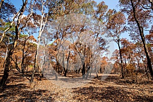 After fire burn forest become arid