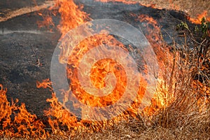 Fire burning dry grass field in Thailand