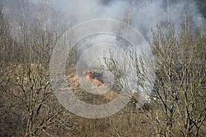 Fire is burning dry grass on the forest, rising smoke.