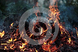 Fire. Burning fire. Wood campfire. Fire flames