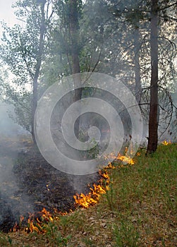 Fire burning in a forest