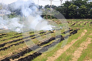 Fire burning rice straw