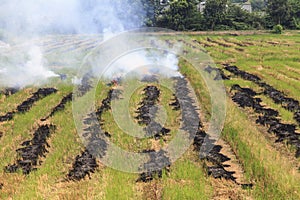 Fire burning rice straw