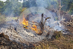 Fire is burning a tree stump