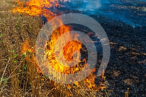 Fire burns stubble on the field destroy summer