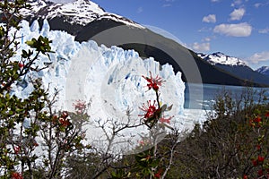 Fire bush at Perito Moreno Glacier, Los Glaciares National Park, Argentina