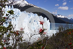 Fire bush at Perito Moreno Glacier, Los Glaciares National Park, Argentina photo