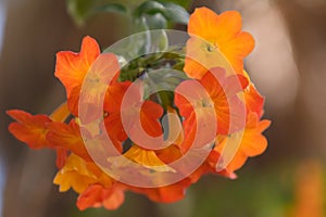 Marmalade bush Streptosolen jamesonii, pending orange flowers photo