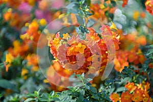 Marmalade bush Streptosolen jamesonii, with bright orange flowers photo