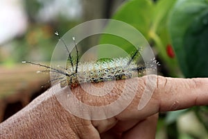 Fire caterpillar on finger of biologist