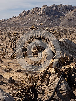 Fire charred Joshua Trees