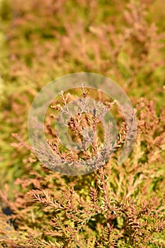 Fire Chief Arborvitae