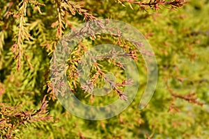 Fire Chief Arborvitae