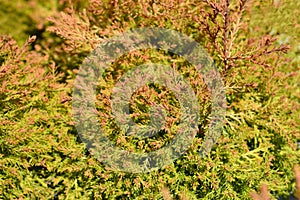 Fire Chief Arborvitae