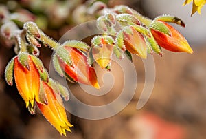 Fire color blossoms of the Doris Taylor succulent