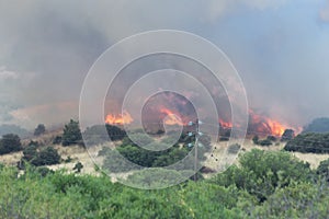 fire conflagration in a forest in Stavraki Ioannina Greece