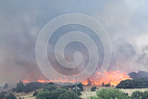 Fire conflagration in a forest in Stavraki Ioannina Greece