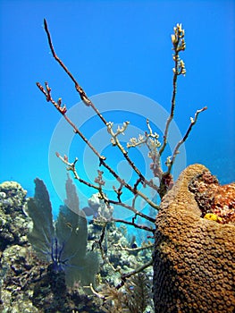 Fire coral