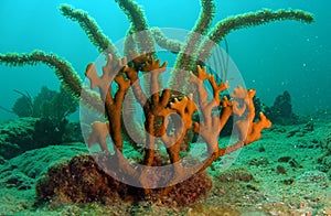 Fire Coral