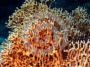 Fire Coral Millepora in the Red Sea