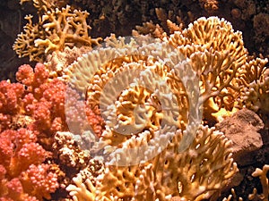 Fire Coral Millepora in the Red Sea