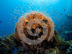 Fire coral in the Red Sea