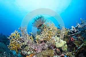 Fire coral on reef photo