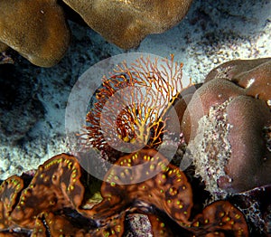 Fire coral on the reef in the Red Sea