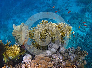 Fire coral on the reef in the Red Sea