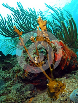 Fire Coral and Sea Rod