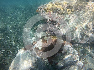 Fire coral under water in the Caribbean with shining rays of sun.