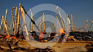 Fire in the Cornfield