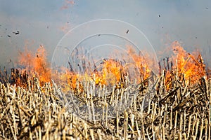 Fire in the Cornfield After Harvest.