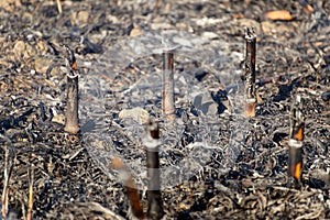 Fire in the Cornfield After Harvest.