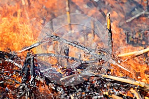 Fire in the Cornfield After Harvest.