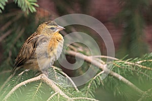 Fire crowned bishop