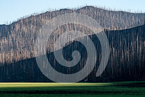 Fire Damage in Colorado Wilderness