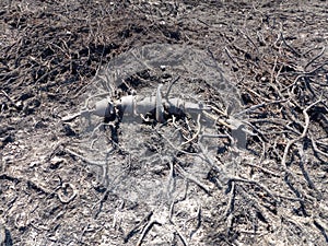 Fire Damaged Cable Termination Laying on the Burnt Ground After Heath Fire