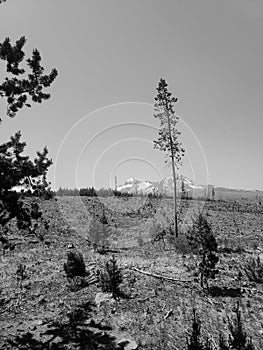 Fire damaged forest recoup